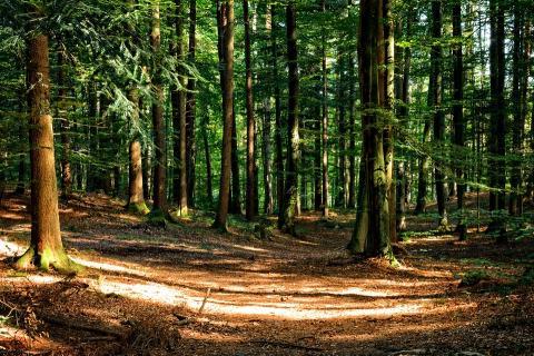 Photo of forest depicting UNH CFAR Biology 412 resources