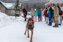 Search-and-rescue dog runs toward the camera in the snow as school children look on